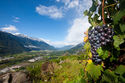 Strade del vino