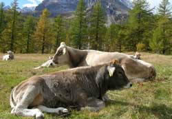 Alpe Veglia e Devero, scampoli d’autunno