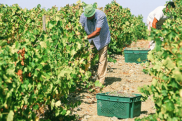 La vendemmia brinda al record storico dell'export