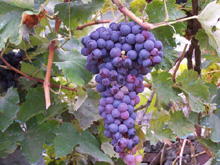 Benvenuta vendemmia