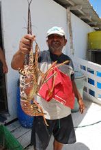 Tortuga Un'aragosta gigante pescata nelle acque intorno all'Isola della Tartaruga