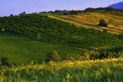 Corso di fotografia enogastronomica in Umbria