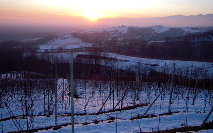 Vigneti innevati