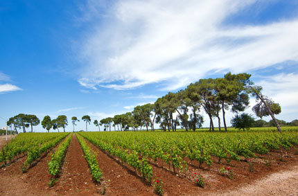 Il vino diventa un viaggio in Salento