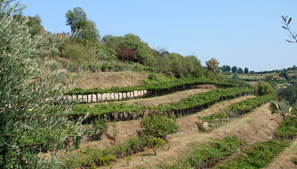 Vigneti della cantina Cantorie, a Gussago