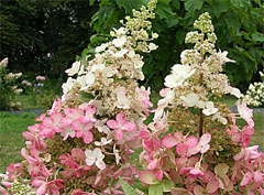 Hydragea Paniculata Pinky Winky®