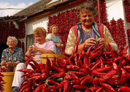 Donne intrecciano peperoncini