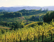 Südsteirische Weinstraße
(© Steiermark Tourismus/Gery Wolf)
