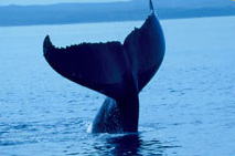 In Queensland per osservare il passaggio delle balene