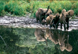 Gabon, un gruppo di elefanti femmine e cuccioli. © Michael Nichols