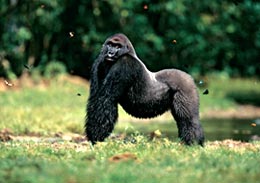 Lokwé, Congo: un Silverback solitario. © Michael Nichols