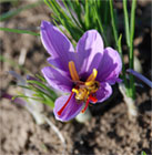 Crocus Sativus, il fiore dello zafferano (Foto: Provincia del Medio Campidano)