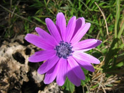 Uno splendido esemplare di Anemone Hortensis