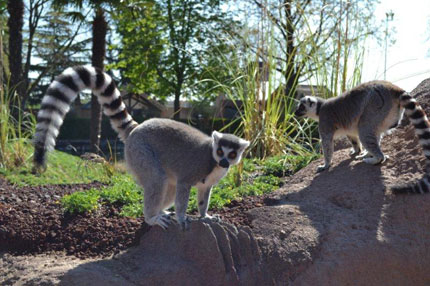 Ecco i lemuri dalle divertenti code striate