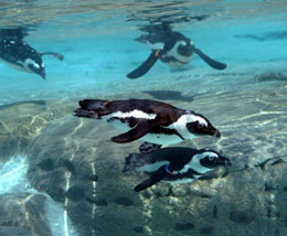 Zoom Pinguini nuotatori