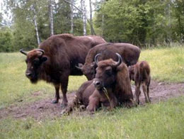 Masuria Esemplari di bisonti
