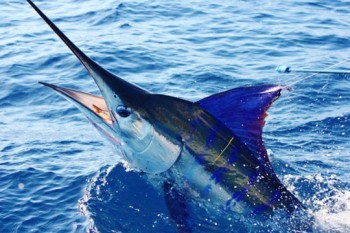 St. Thomas marlin Fest