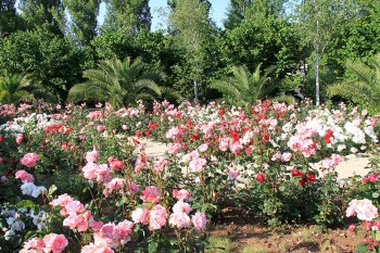 Parco con roseto La Cutura