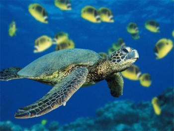 Zoo, acquari e parchi tematici: ecco i più amati al mondo 2 Acquari