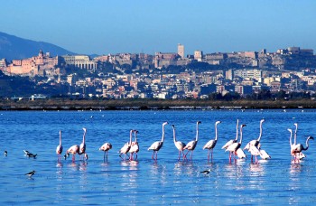 Cagliari capitale della cultura 2015: ricco calendario di eventi 2 cagliari-fenicotteri