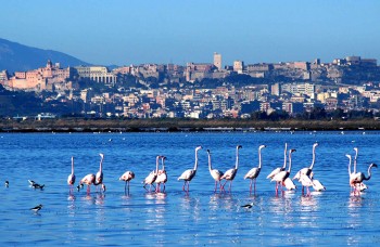 cagliari-fenicotteri