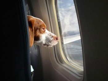 Animale domestico in aereo