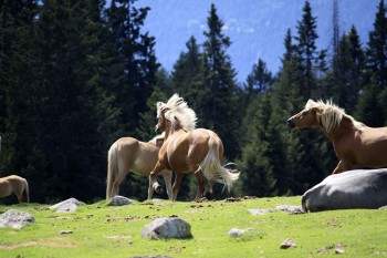 Altipiano del salto, cavallo-avelignese