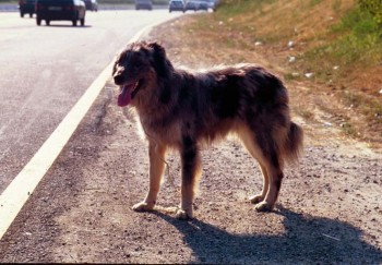 Boston cane abbandonato