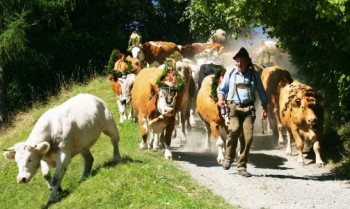 Austria---almabtrieb