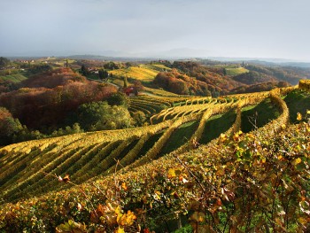 Slovenia I-vigneti-di-Jeruzalem