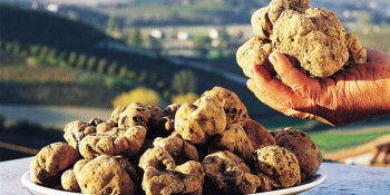 Marche-Fiera-Nazionale-del-Tartufo-Bianco