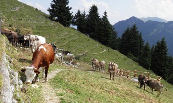 alpeggio-val-seriana