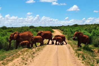 kenya-elefanti