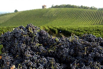 Vendemmia Oltrepò pavese