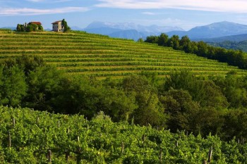 Friuli-Venezia-Gulia_zone-vinicole