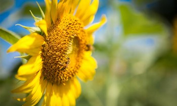 Girasoli-fields-in-Central-Thailand-02