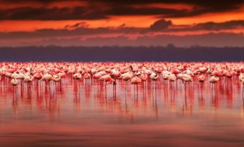 Lago Nakuru 2