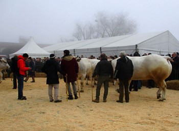 Bollito Moncalvo bue grasso 2015 jury