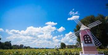 Sunflower-fields-in-Central-Thailand-20