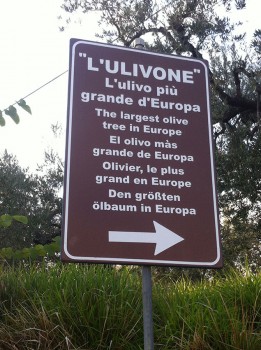 olio---l'ulivone