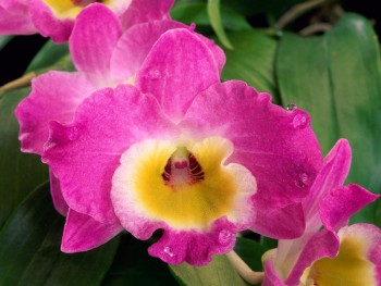 Think-Pink,-Orchid