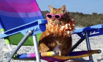 Vacanza_gatto-in-spiaggia