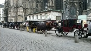 Vienna---Centro-con-cavalli