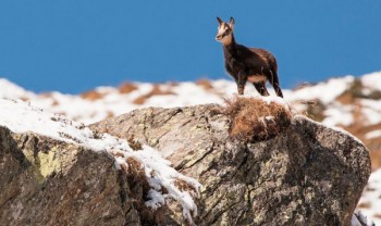 fauna-parco-adamello