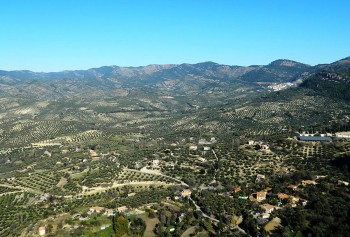 jaen andalusia distesa di ulivi