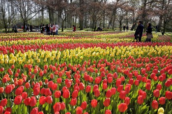 keukenhof, distesa di tulipani