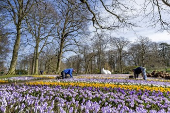keukenhof piantare tulipani