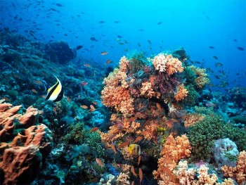 Australia Grande barriera corallina