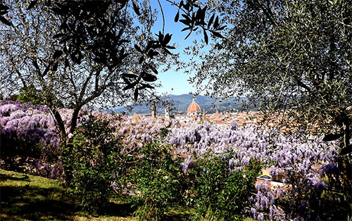 fioriture Giardino dell'Iris Firenze