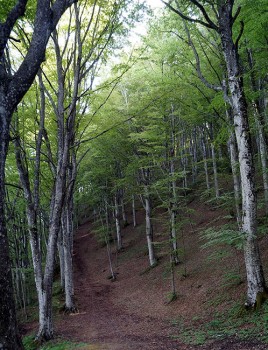 Terre di Piero foreste Casentinesi